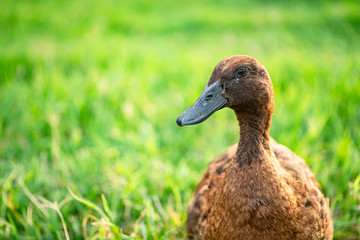 Khaki Campbell ducks that enjoy walking on green grass....