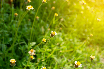 white grass flower at wayside