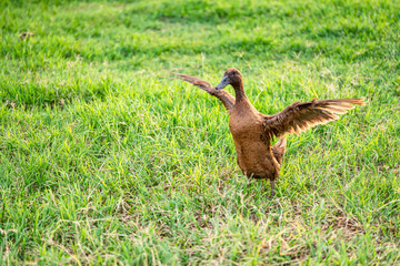 Khaki Campbell ducks that enjoy walking on green grass....