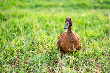 Khaki Campbell ducks that enjoy walking on green grass....