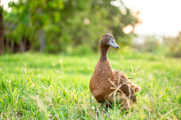 Khaki Campbell ducks that enjoy walking on green grass....