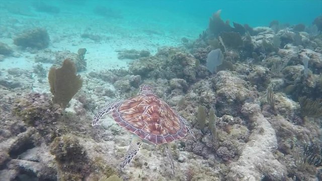 Underwater footage of turtles swimming in the reefs of Cancun, Mexico