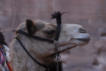 Dromedary camel in the ancient city of Nabe Petra. Tourist attraction and transport for visitors. A...