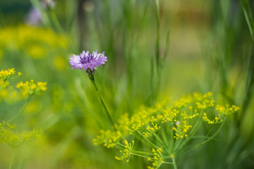 a single growing purple cornflower in a field