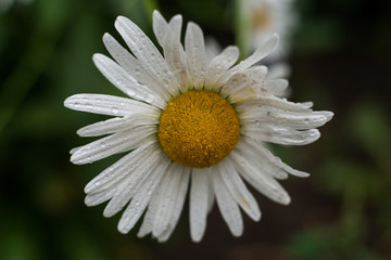 hot summer, white daisies bloom in the fields