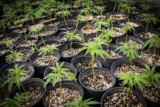 Nursery growing clones of Cannabis plants