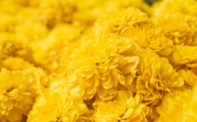 Fototapeta premium Yellow Chrysanthemum or Mums Flowers Background on Right View