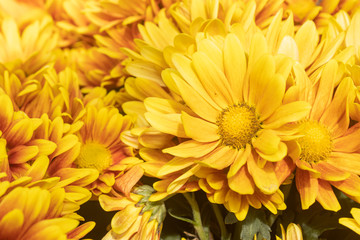 Orange Gerbera Daisy or Gerbera Flower in Garden