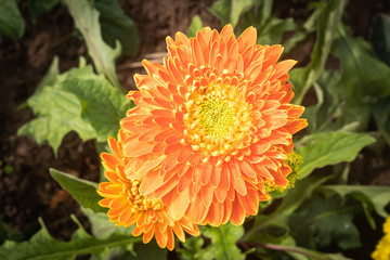 Orange Gerbera Daisy or Gerbera Flower on Green Leaves Background on Center Frame