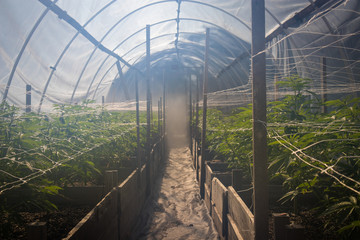 Cannabis plants growing in a steamy greenhouse