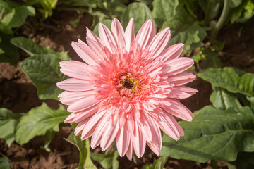 Pink Gerbera Daisy or Gerbera Flower on Green Leaves Background
