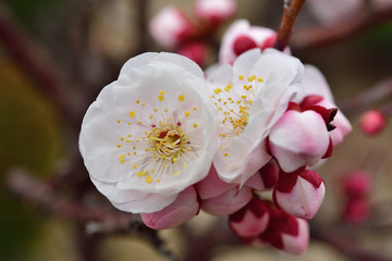 梅の花