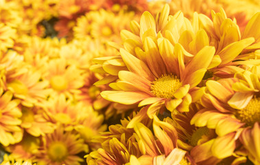 Fototapeta premium Orange Gerbera Daisy or Gerbera Flower in Garden on Right Frame