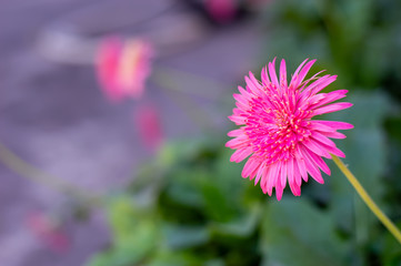 Obraz premium top view Pink gerber flower in garden