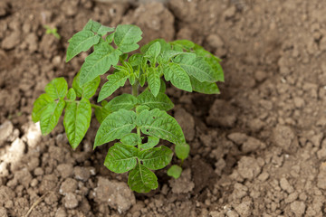 tomato seedling in the garden top view