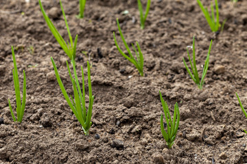 Young onion sprouts in the garden