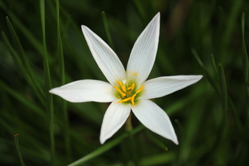 white flower and its green leaves 