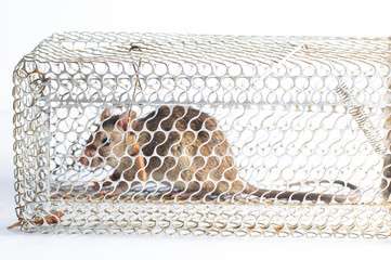 out of focus rat stick in trap,Mouse Trap Cage on white background