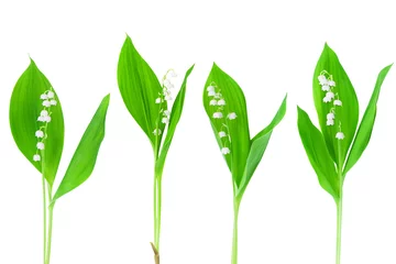 Poster White lily of the valley flowers & green leaves set on white background isolated closeup, beautiful may lily flower branch collection, convallaria majalis, summer floral design element, spring nature © Vera NewSib