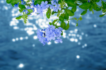 close up purple flower and bokeh water sun reflaction background