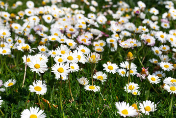 daisy flowers daisies © Christian Gernert