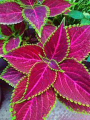 Plectranthus scutellarioides, commonly known as coleus. the beautiful darkish pink and green edges leafs of coleus plant