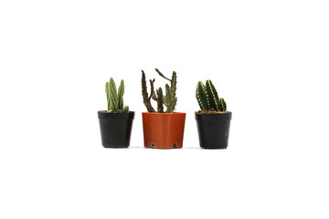 Collection Cactus Isolated in Pot on White Background. Closeup Shot.