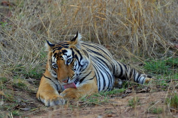 Fototapeta na wymiar A Tiger (Panthera Tigris Tigris) cub relaxing in jungle during the sunset