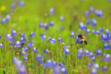 bee on lavender enjoying its nectar around blue flowers in a green field 