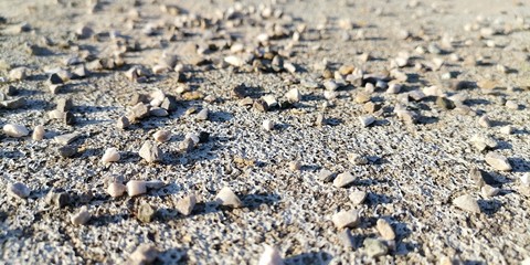 sea shells on the beach