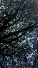 Obraz premium Beautiful Tree Canopy in the Woods