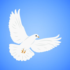 White dove flying illustration vector. Isolated on blue sky background. Element design