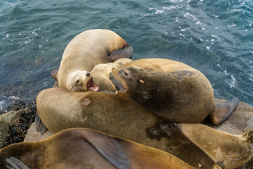 Pacific sea lions sitting on coastal rock jetty