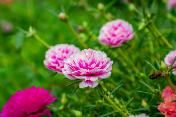 Obraz premium white Common Purslane, Verdolaga, Pigweed, Little Hogweed ,Pusley flower in garden