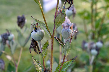 spring dew on leaves and grassem