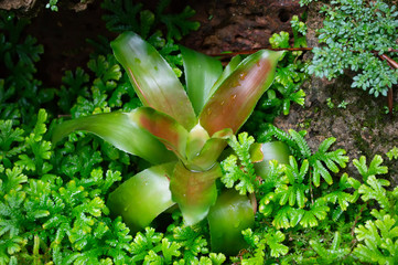 green Fern in tropical garden