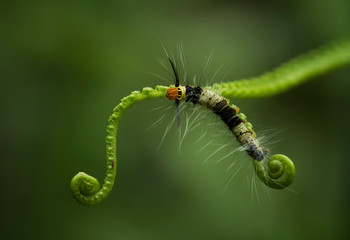 caterpillar on a leaf
