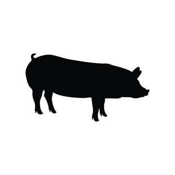 Pig icon. Pork icon. Pig vector illustration. Mammal element illustration in simple flat style isolated on white background. Vector symbol design from farm collection. Can be used in web and mobile.
