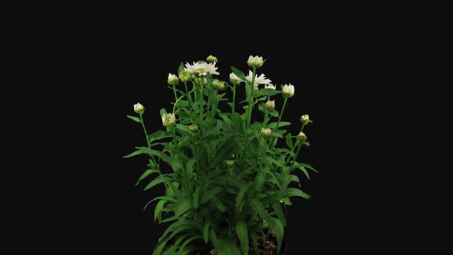 Time-lapse of growing and opening white and yellow Daisy flowers (Matricaria chamomilla, also known as wild chamomile or scented mayweed) 6b3 in RGB + ALPHA matte format isolated on black background
