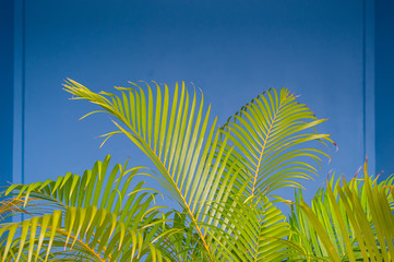 palm leaf on blue blackground