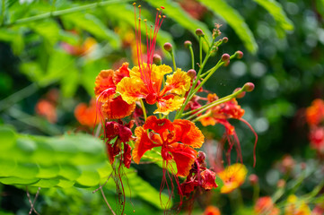 red Flame Tree or Royal Poinciana Tree with bokeh green leaf background