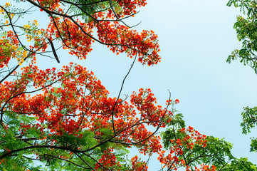 red Flame Tree or Royal Poinciana Tree with blue sky