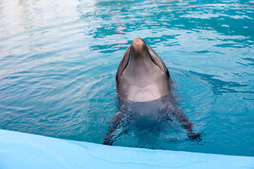 Dolphin in the pool.