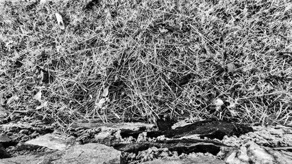 black and white view of dry grass