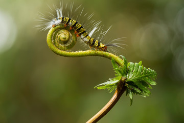 caterpillar on a leaf