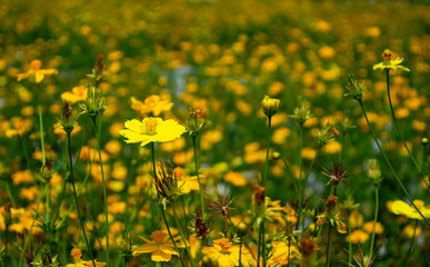 yellow cosmos flower in garden