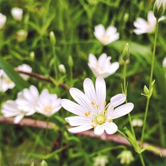 A close up selective focus view of delicate white wood anemone flowers  (Anemone nemorosa) on the woodland floor during early spring with copy space.