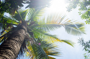 coconut tree with sunlight in garden