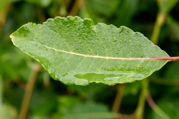 spring dew on leaves and grassem