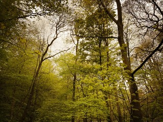 Low angle view rural British forest. With ominous and abstract tree trunks creating silhouettes...